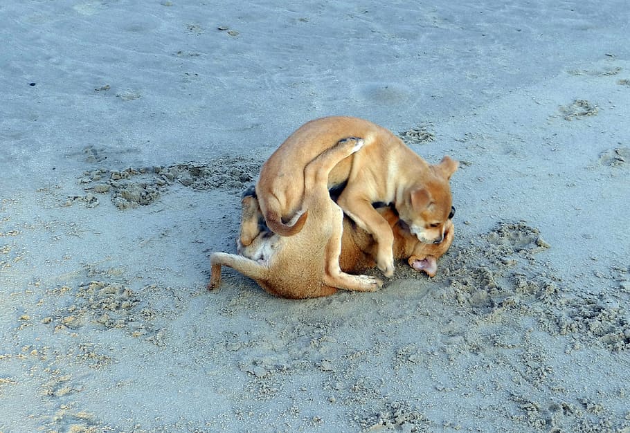 puppy, beach, sand, playing, pet, dog, animal, canine, cute HD wallpaper