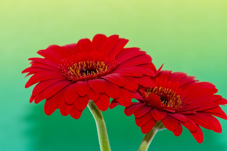 closeup photo of two red petaled flowers, gerbera, green, nature HD wallpaper