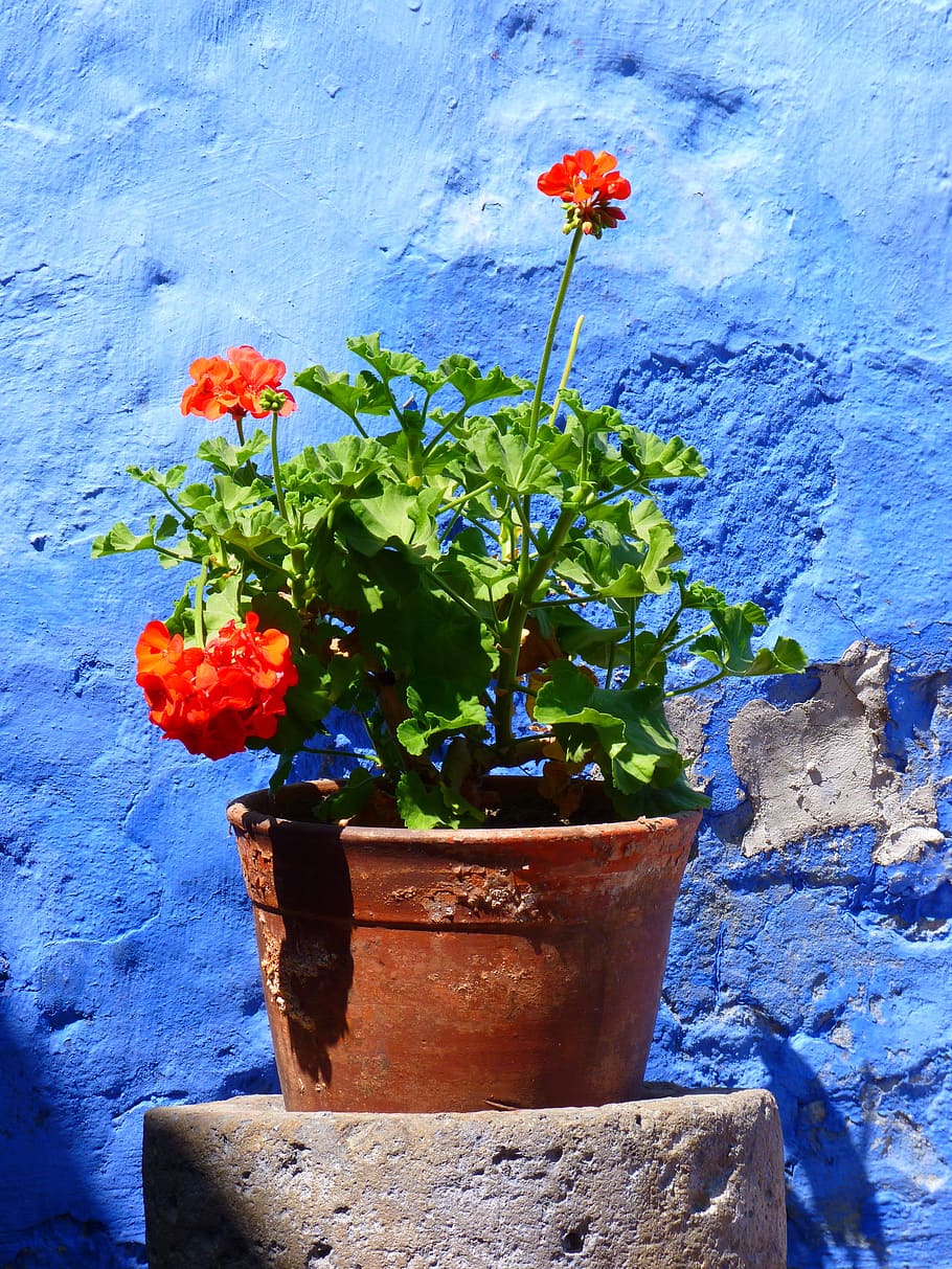 red flowers on brown pot, Flowerpot, Plant, Geranium, Decoration, HD wallpaper