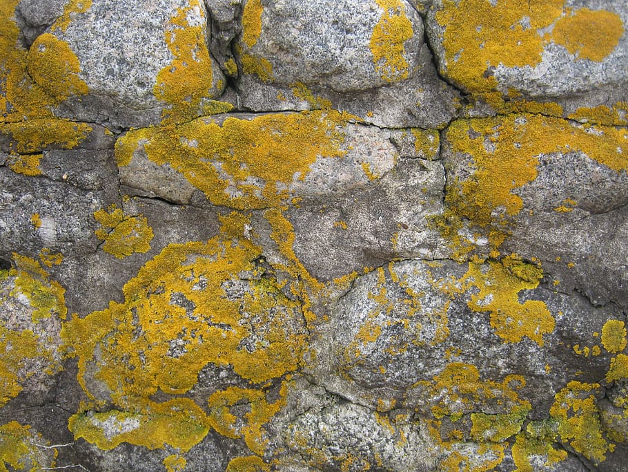 moss, old, texture, weathered, lichen, stone, outdoor, fungus HD wallpaper
