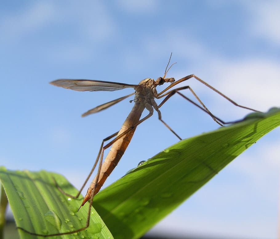 crane fly, insect, spider, leaf, plant part, invertebrate, close-up HD wallpaper