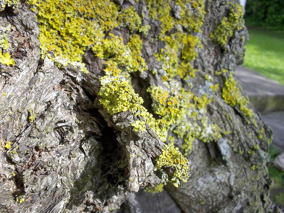 moss, yellow, bark, plant, textured, tree trunk, close-up, rough HD wallpaper