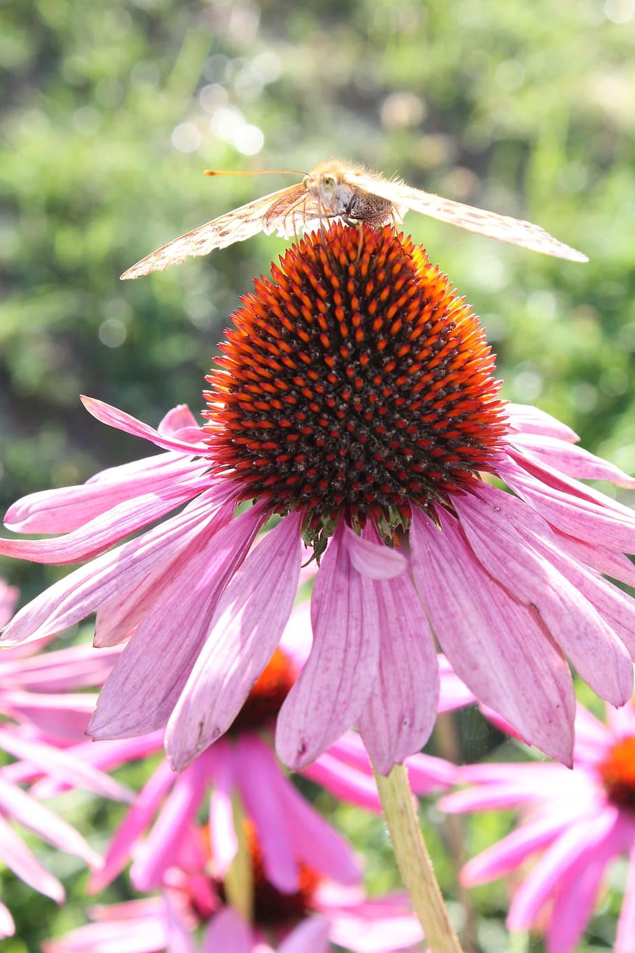 Butterfly, Flower, Summer, nature, fragility, plant, petal HD wallpaper
