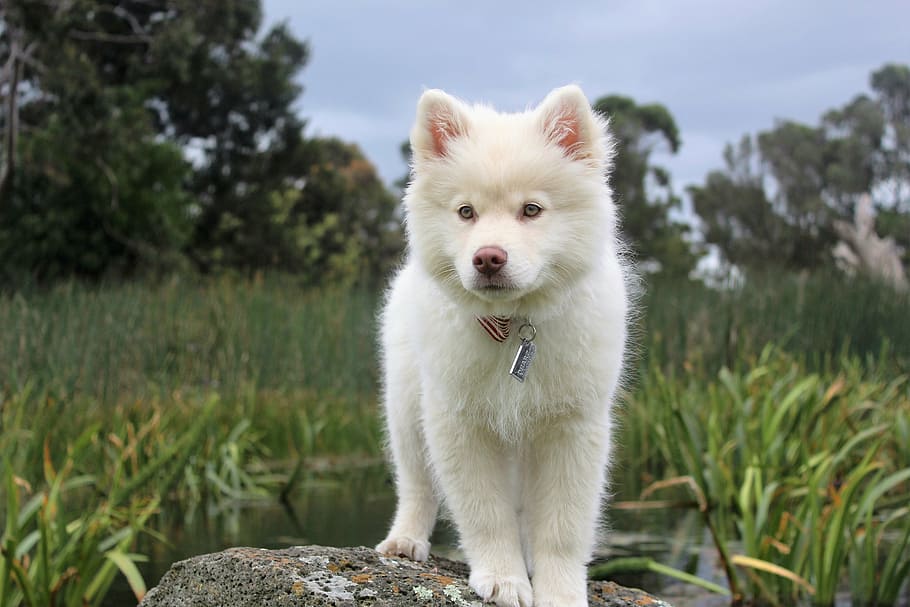white Siberian husky puppy standing on rock, nature, dog, cute, HD wallpaper