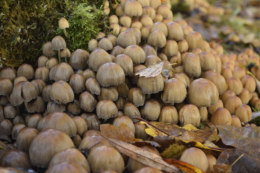 desktop background, mushroom, food and drink, abundance, large group of objects HD wallpaper
