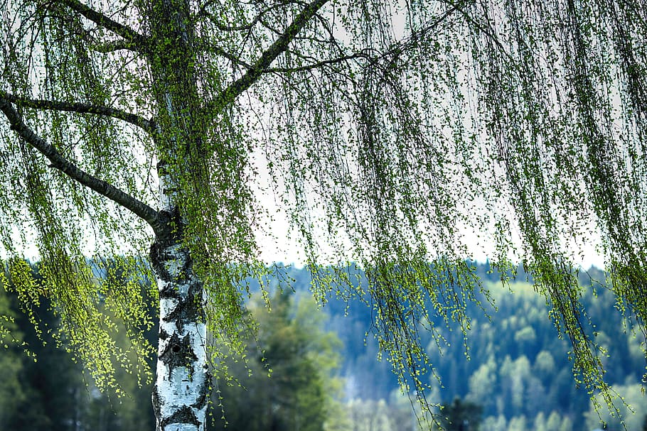 birch, tree, leaf, nature, spring, plant, beauty in nature HD wallpaper