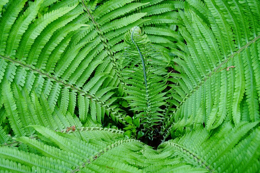Fern, Nature, Forest, Green, Green, Plant, flora, green color HD wallpaper