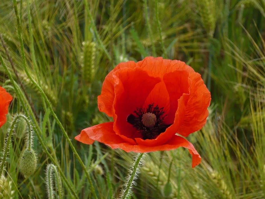 klatschmohn, red, flower, poppy, nature, plant, field, summer HD wallpaper