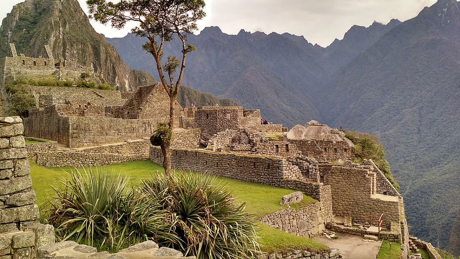 green tree beside green plants, machu picchu, cusco, peru, history HD wallpaper