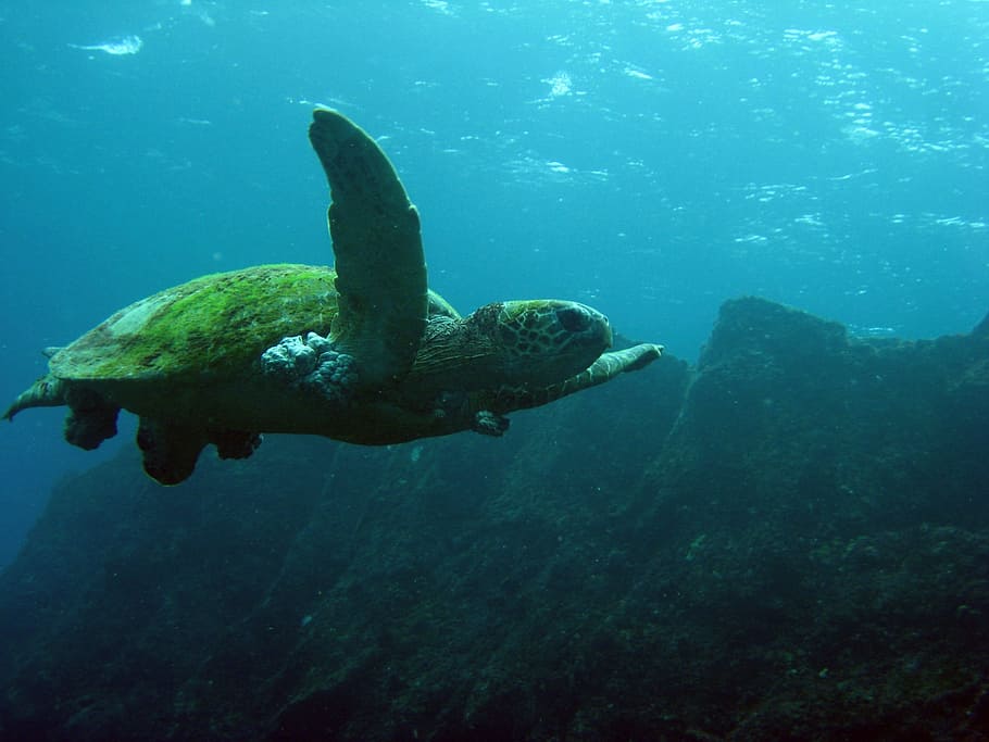green turtle swimming in body of water, sea, reptile, nature, HD wallpaper