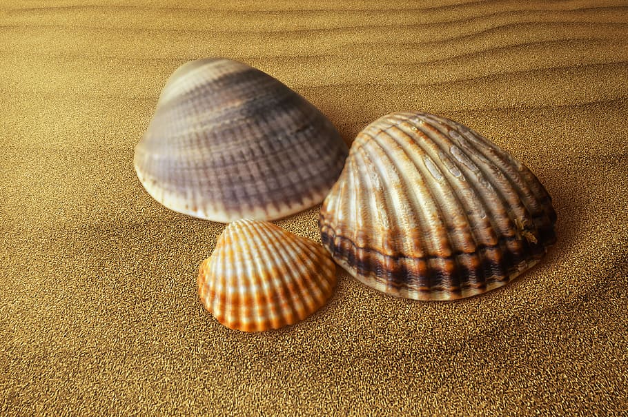 shells, clam, molluscum, sand, animal wildlife, animal shell HD wallpaper
