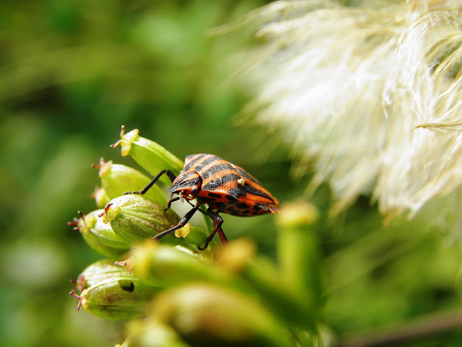 Bedbugs, Beetle, Insect, nature, one animal, plant, growth HD wallpaper