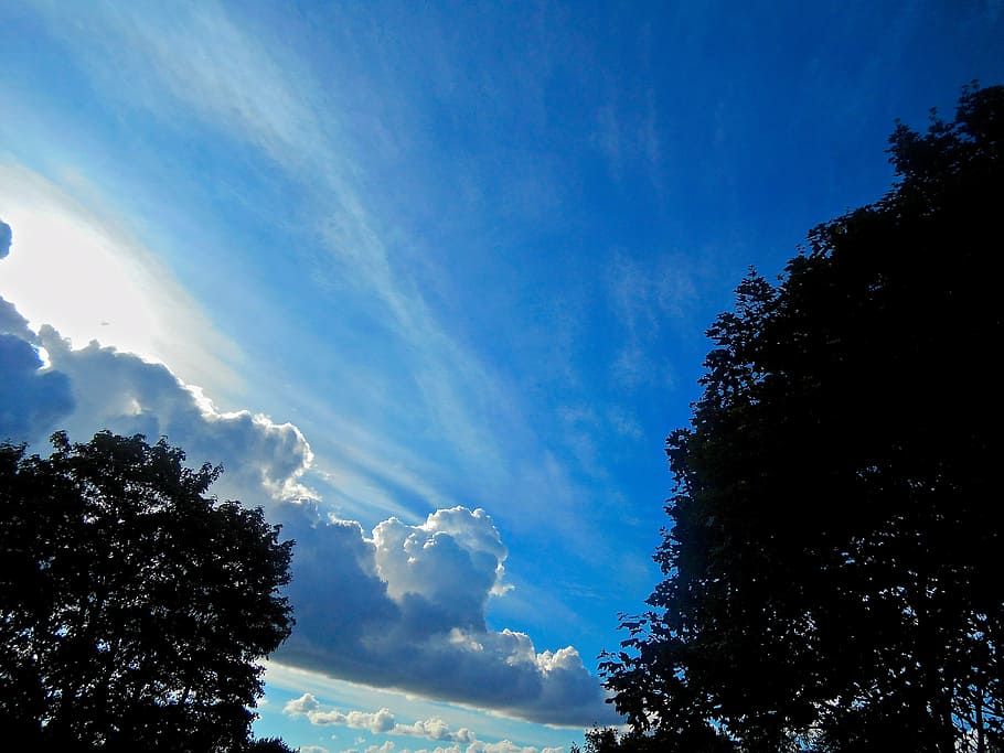 blue sky, tree, sunset, pine tavern, stockholm, summer, cloud HD wallpaper