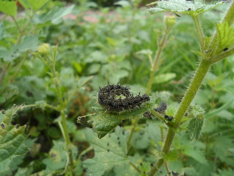 nature, caterpillar, bug, plant, growth, green color, close-up HD wallpaper