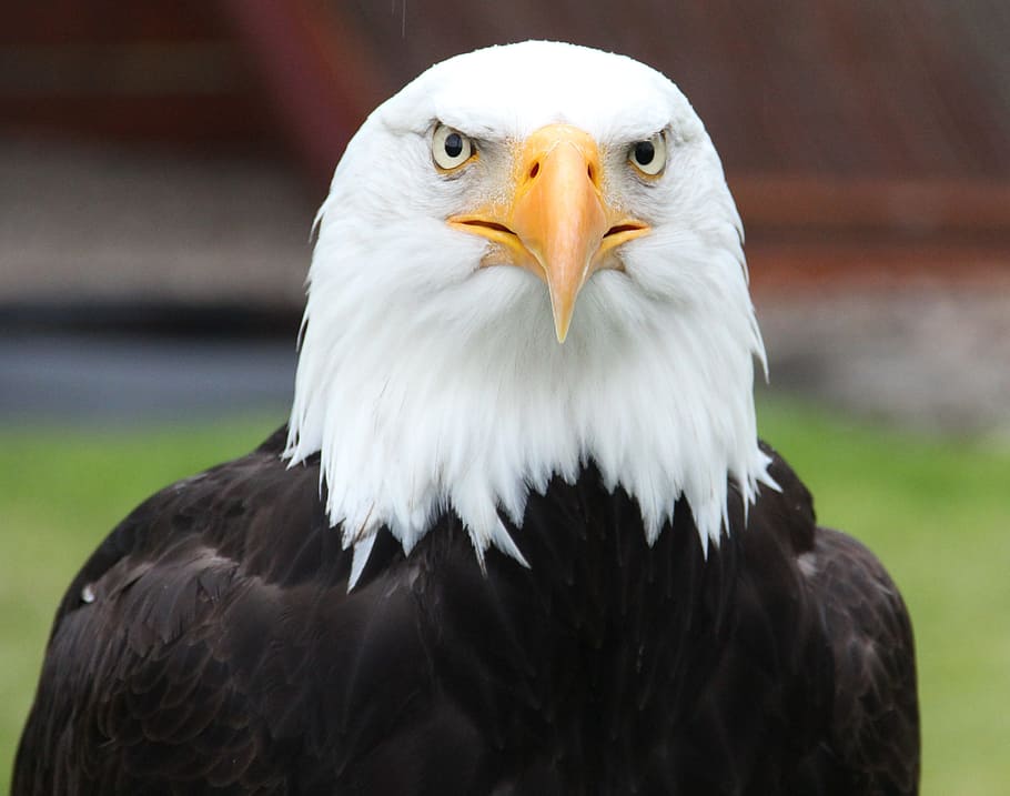 HD wallpaper: white and black bald eagle, portrait, coat of arms of ...