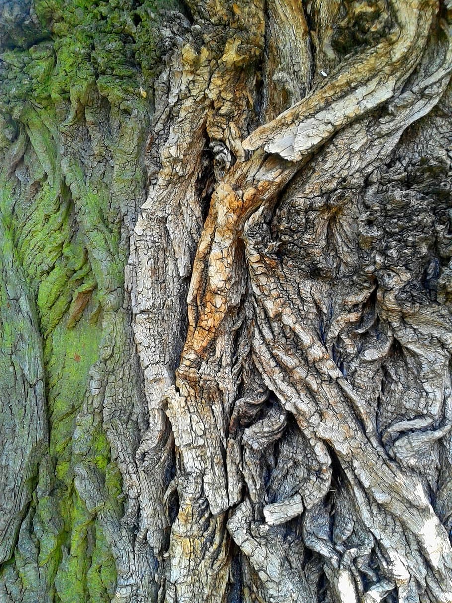 Bark, Tree, Nature, Forest, Green, the bark, forests, wood HD wallpaper