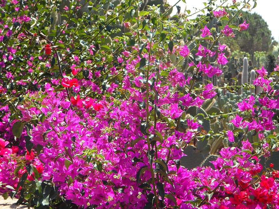 bougainvillea, garden, mediterranean, flowers, blütenmeer, HD wallpaper