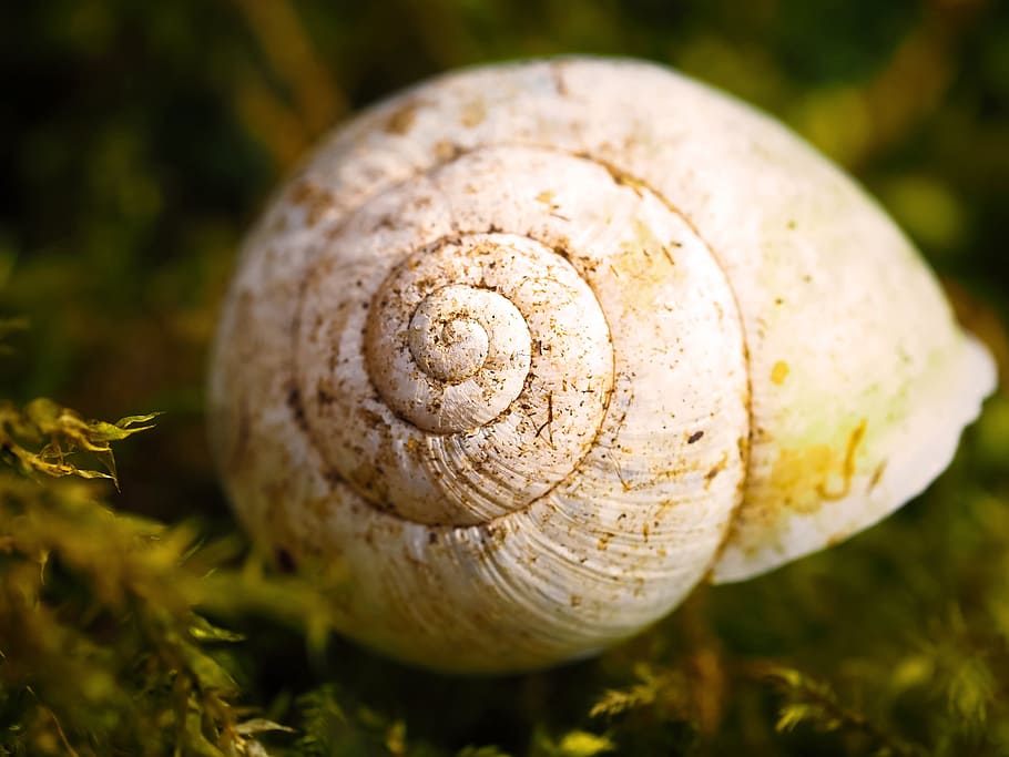 Snail Shell, Nature, animal, mollusk, slowly, reptile, creature HD wallpaper