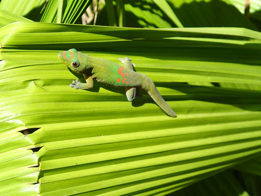 Lizard, green, meeting, green color, one animal, nature, animal wildlife HD wallpaper