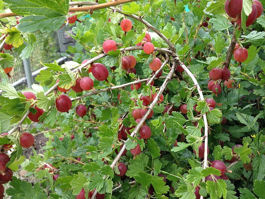 gooseberry, food, fruit, ripe, sweet, fresh, garden, dessert, HD wallpaper