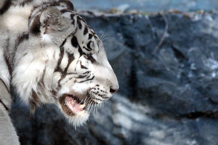 white and black tiger, Bengal Tiger, White Tiger, Indian Tiger, HD wallpaper