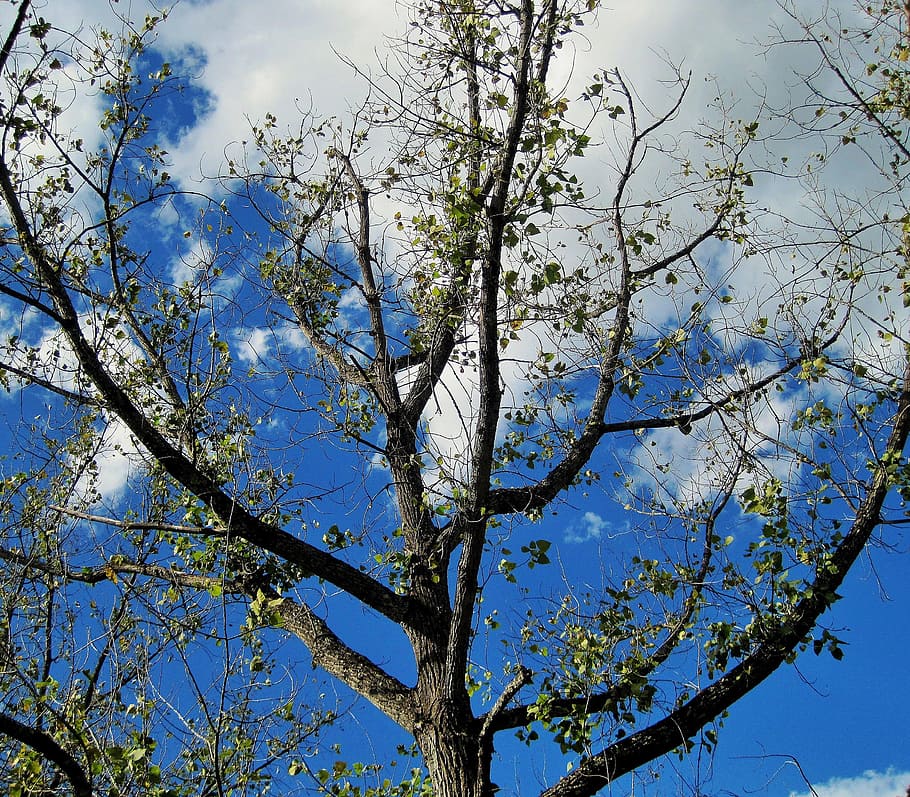 tree, branches, bare tree, leaves, sparse, green, sky, clouds HD wallpaper