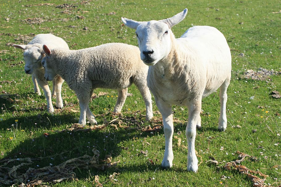 lamb, sheep, green, field, animal themes, livestock, mammal HD wallpaper
