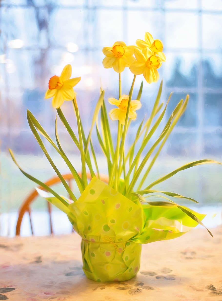 yellow daffodil flower arrangement in green wrapper, daffodils HD wallpaper