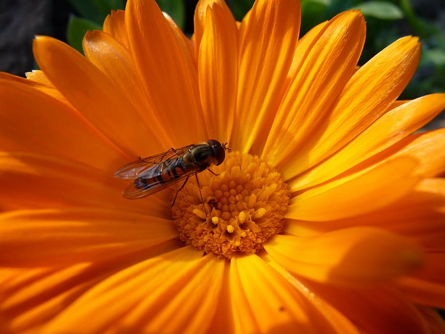 flower, hoverfly, blossom, bloom, orange, plant, insect, flowering plant HD wallpaper