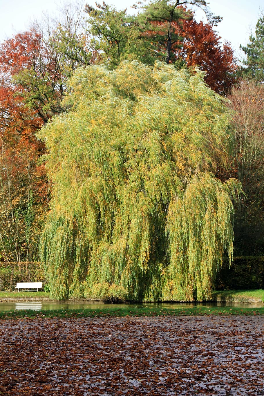 tree, pasture, weeping willow, park, bank, nature, autumn, leaf, HD wallpaper