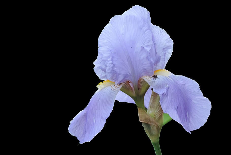 iris, blossom, bloom, blue, flowering plant, petal, vulnerability HD wallpaper