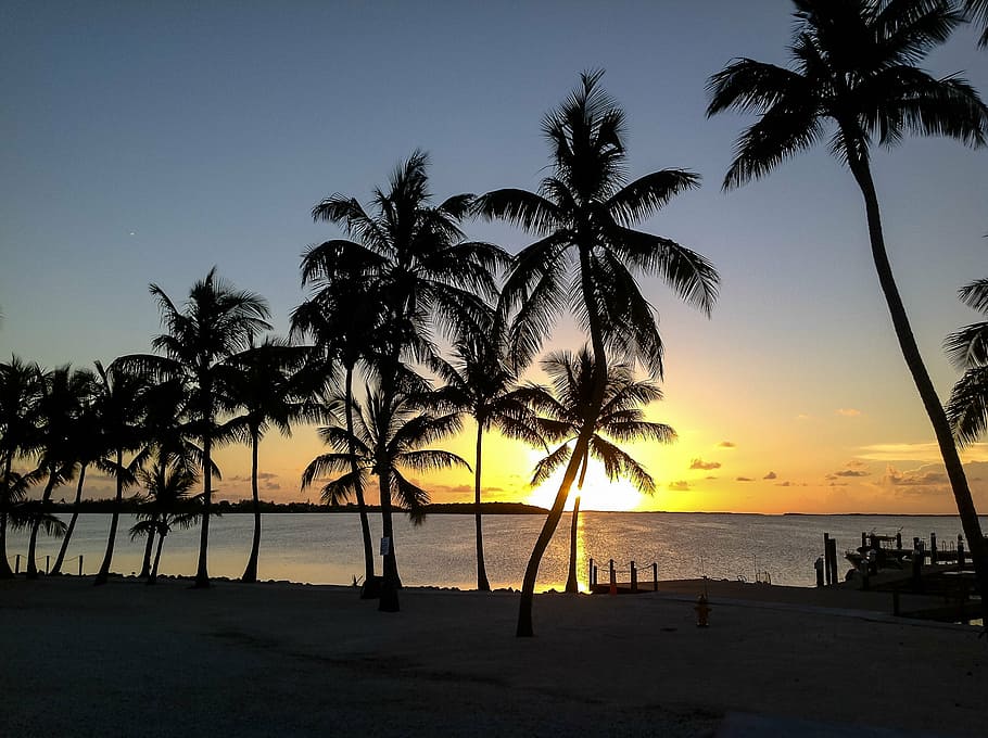 sunset, palm tree, key largo, ocean, beach, sky, tropical, sea, HD wallpaper