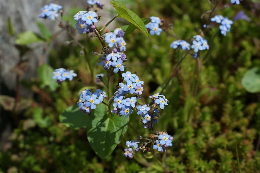 forget, flower, spring, blue, garden, flowering plant, fragility HD wallpaper