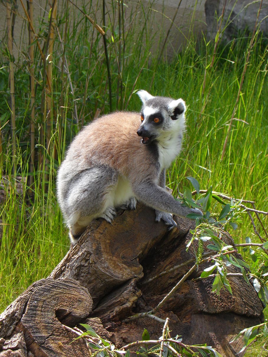 Ring Tailed Lemur, Prosimians, Lemurs, sit, lemur catta, mammal HD wallpaper