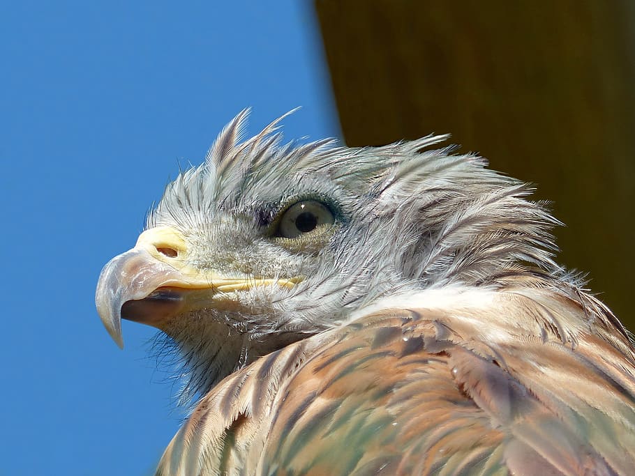 closeup photography of hawk, eagle, young, portrait, raptor HD wallpaper