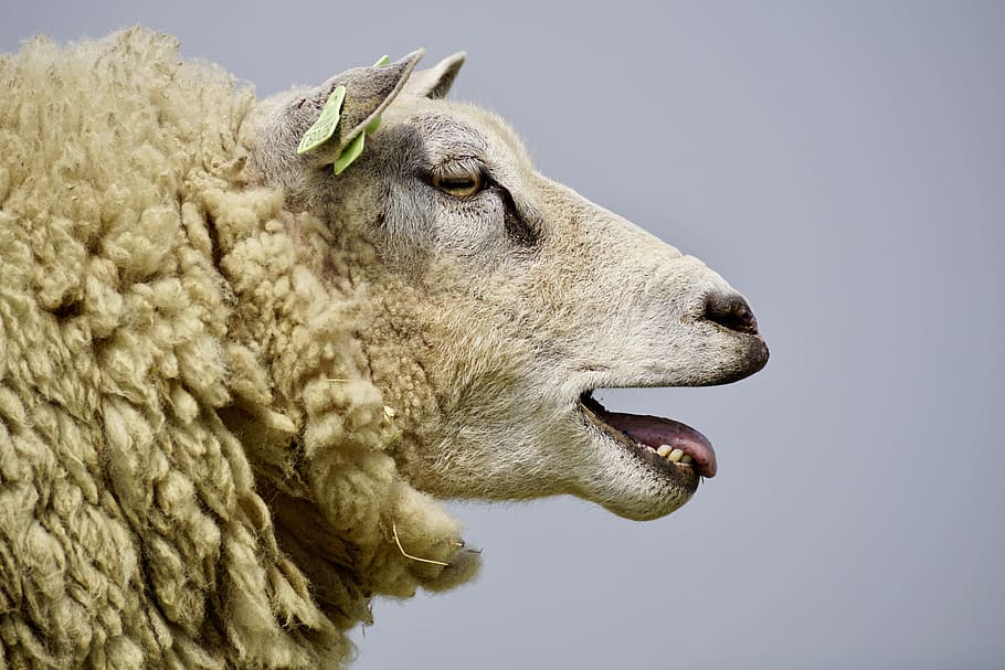beige sheep, brown, bleat, wool, concerns, grass, chill out HD wallpaper