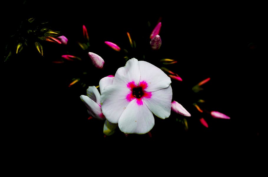 blossom, bloom, close, flower, plant, phlox bloom, nature, flowering plant HD wallpaper
