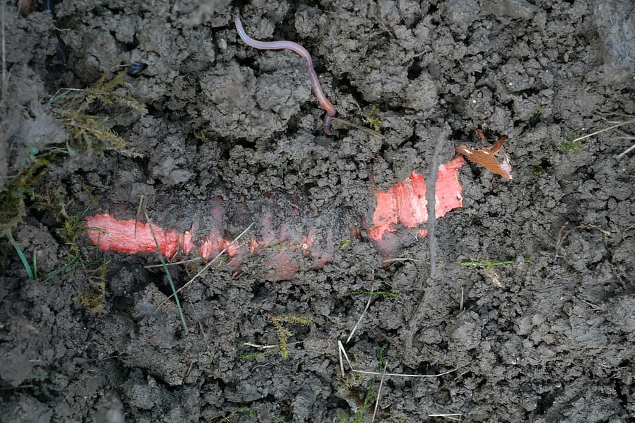 root, earth, red, plant, ground, earthworm, iris, orris root HD wallpaper