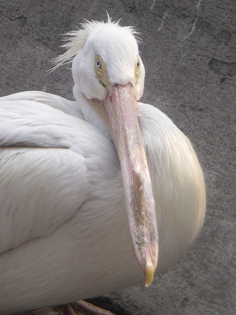 pelican, white, ave, bird, pajarraco, peak, animal, animals HD wallpaper