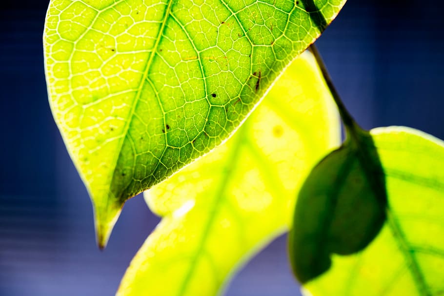 nature, sun, leaf, leaves, green, macro, close-up, sunlit, green color HD wallpaper