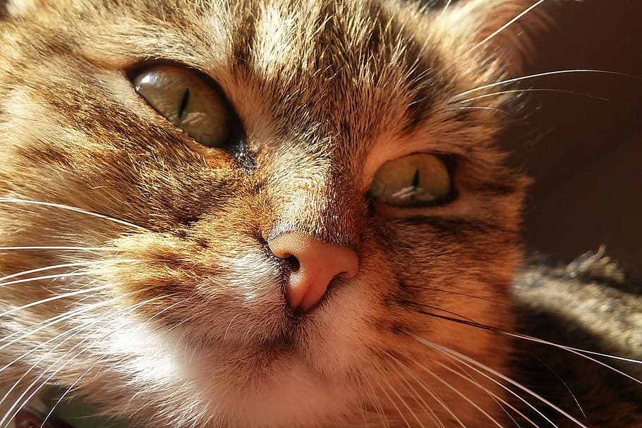 orange cat's face, thoughtful cat, reflection, domestic cat HD wallpaper
