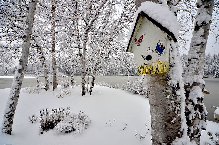 snow-covered trees, birdhouse, winter, birch, winter landscape HD wallpaper
