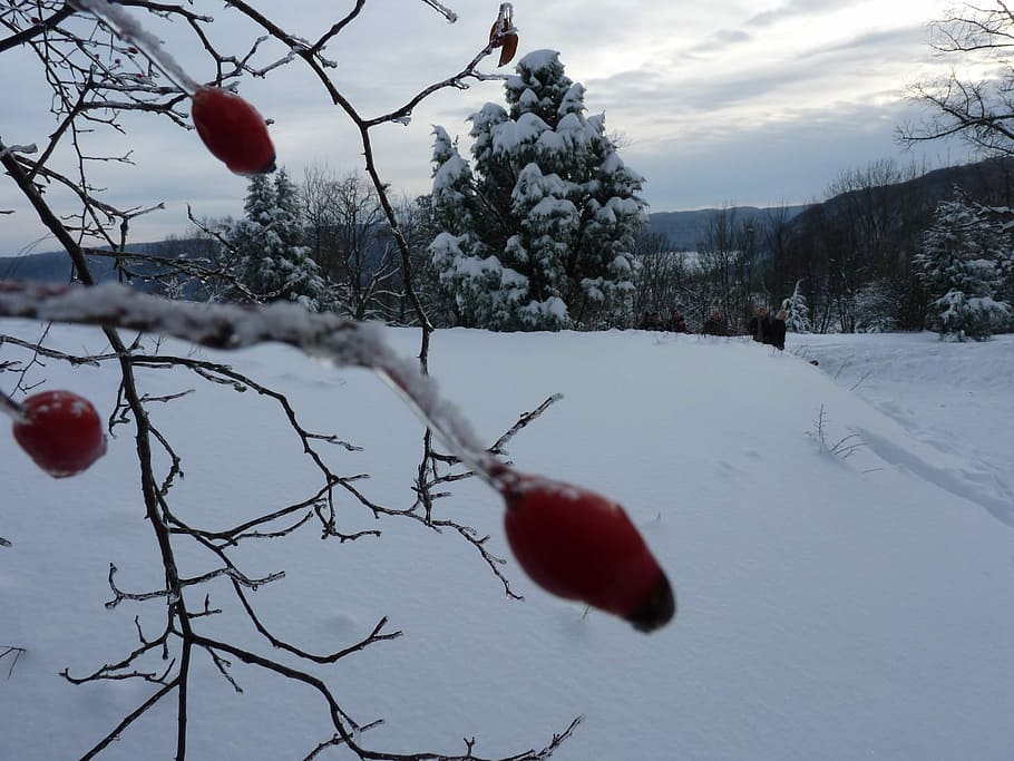 Wintry, Rose Hip, Frozen, winter, snow, red, cold temperature HD wallpaper