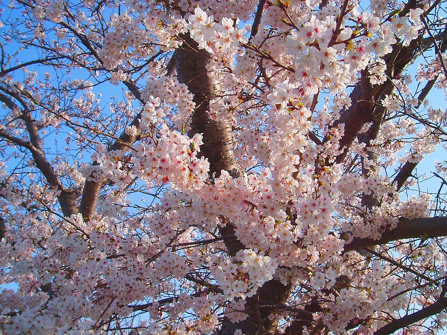 close-up photography of pink cherry blossom at daytime, cherry blossoms HD wallpaper
