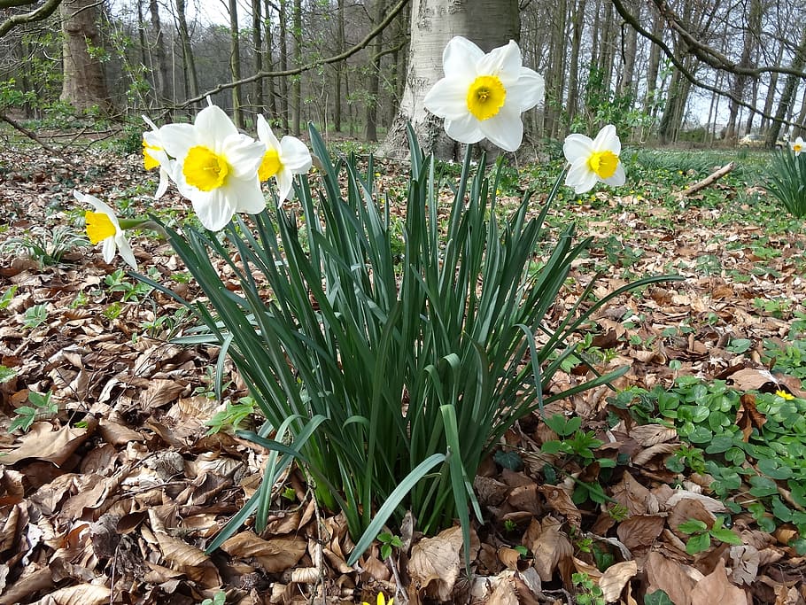 narcis, spring, yellow, flower, easter flower, nature, daffodil HD wallpaper