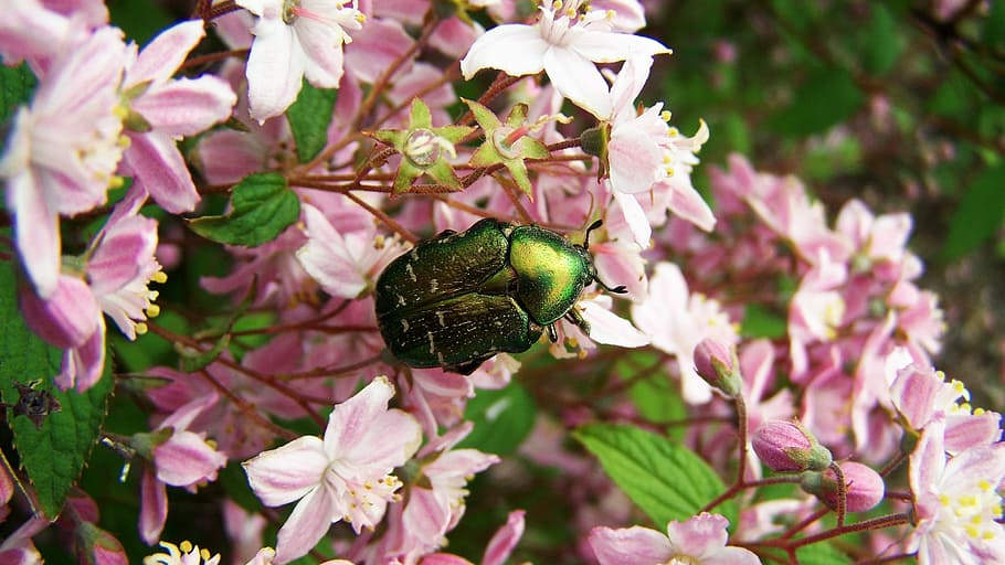 Rose, Beetle, Insect, Nature, rose beetle, flower, one animal HD wallpaper