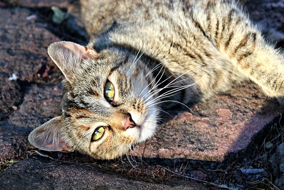 tabby, cat, it lies, mazel, animal, eyes, domestic cat, one animal HD wallpaper