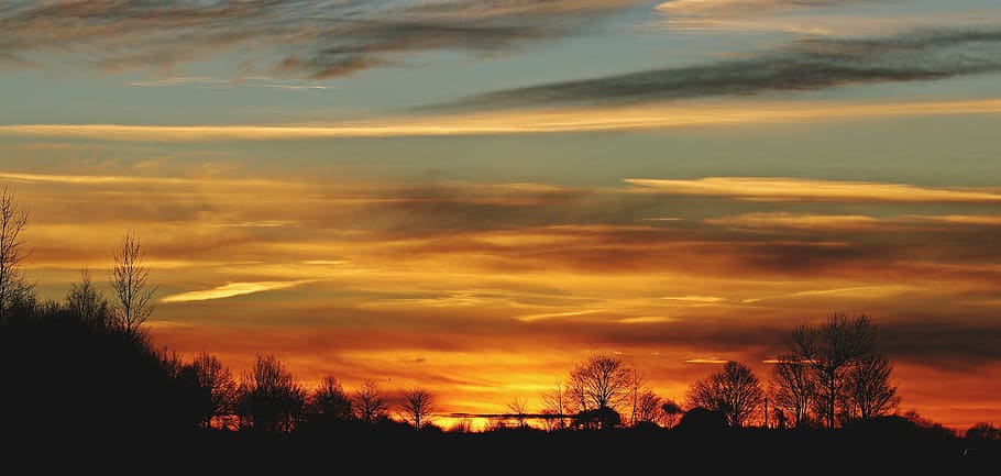 silhouette of trees during golden hour, sunset, evening sky HD wallpaper