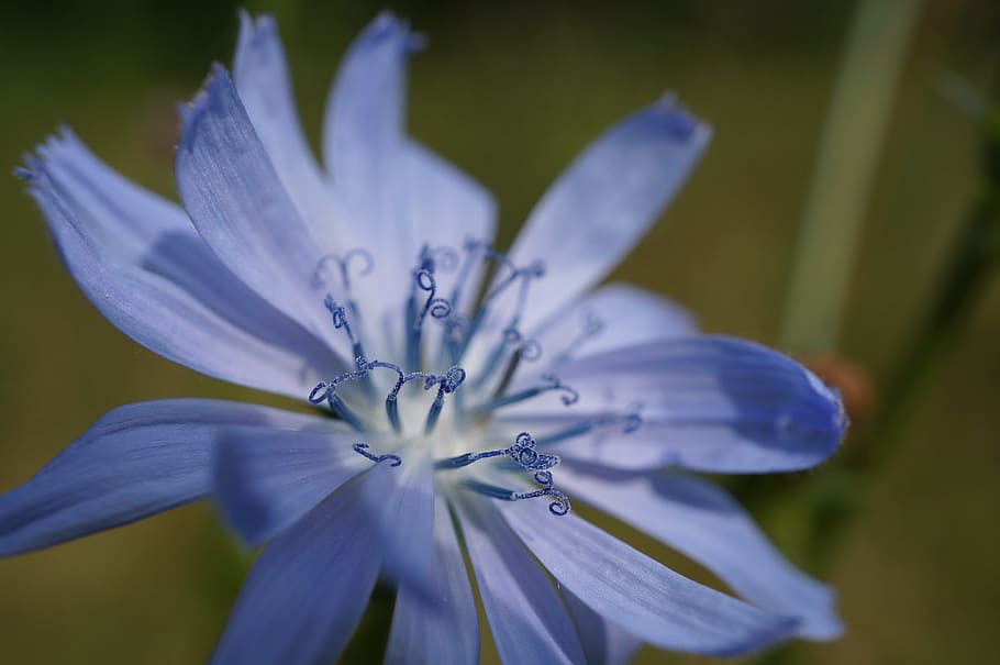 flower, blue, macro, close, nature, garden, flowering plant HD wallpaper