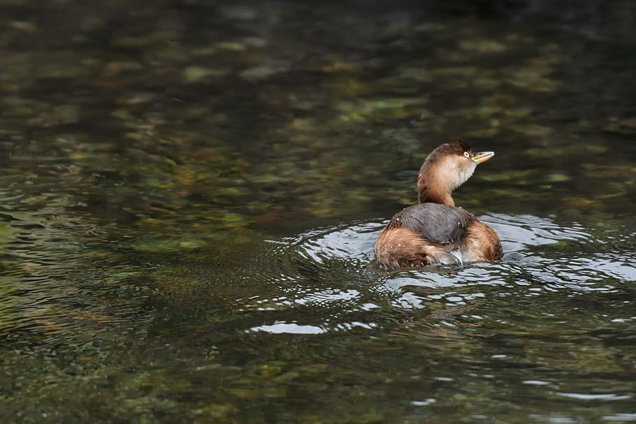 waters, pond, bird, grebes, animal wildlife, animal themes HD wallpaper